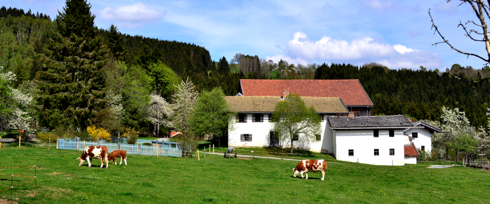 Krávy na zelené louce v Petzihof