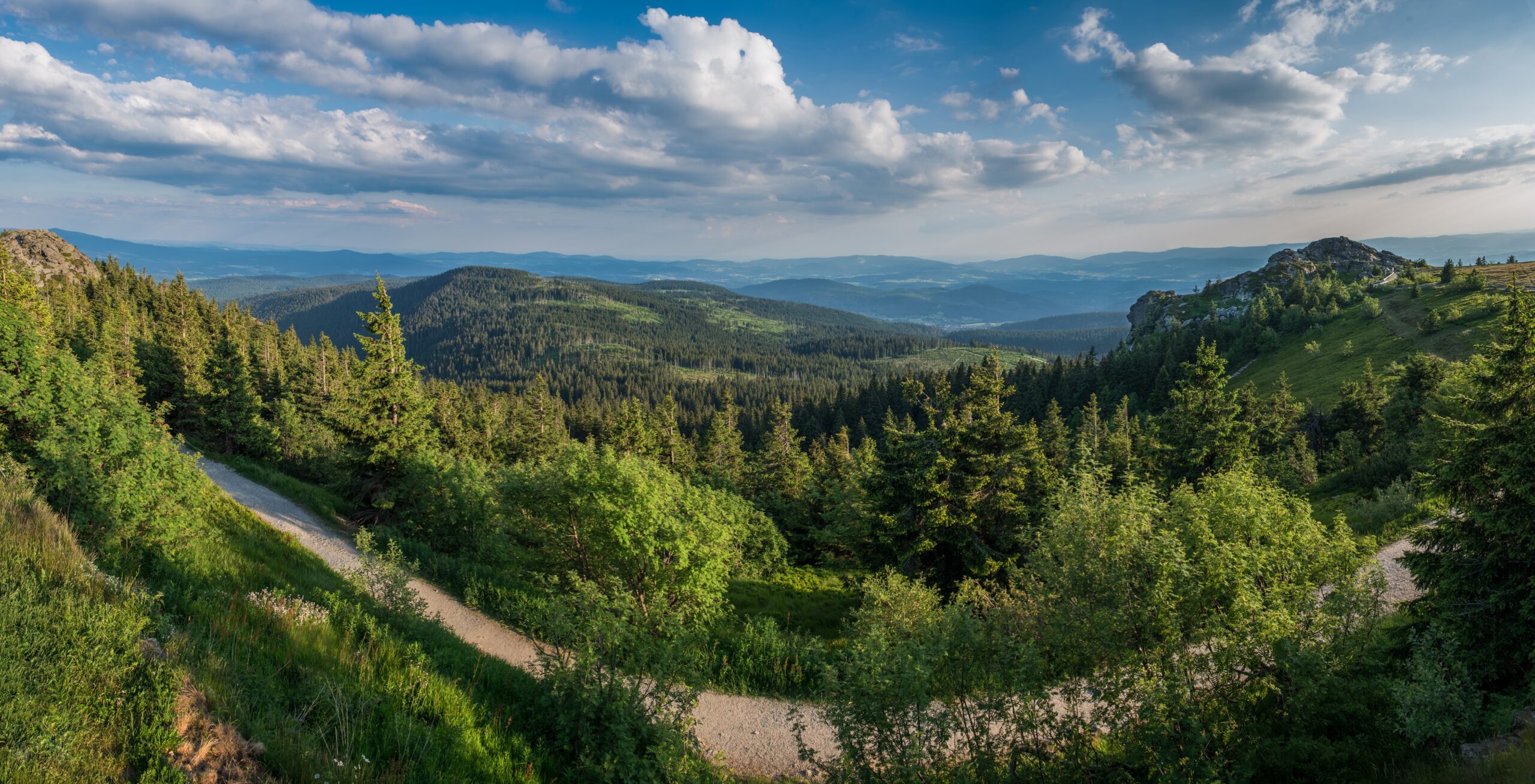 Panorama eines Waldweges/des Waldes von oben