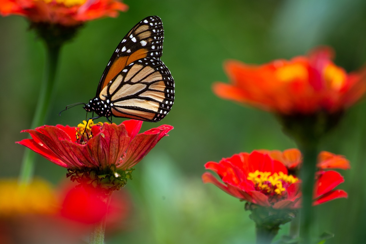 Nahaufnahme eines Schmetterlings auf einer Blume